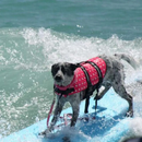 Colete Pet Salva Vidas Natação para Cachorro