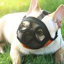 Focinheira para Buldogue Pug Braquicefálicos Tecido Respirável