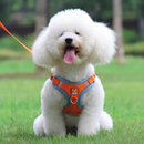 Coleira Peitoral Colorido + Guia de Brinde para Cães de Pequeno Porte