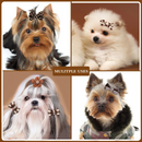 Lacinhos Pet para Cachorros 10 Unidades