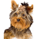 Laços Pet Acessório Lacinhos para Cachorros 10 Unidades