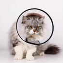 Colar Pós Cirúrgico Pet Elizabetano Para Recuperação Cães Gatos