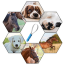 Escova Ferramenta Tira Pelos para Cachorros