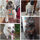 Coleira Peitoral Colorido + Guia de Brinde para Cães de Pequeno Porte