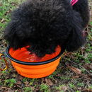 Comedouro Bebedouro Retrátil para Cães e Gatos