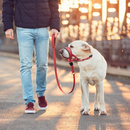 Coleira Anti Latido Focinheira para Treinamento Adestramento de Cachorros