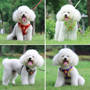 Coleira Peitoral Colorido + Guia de Brinde para Cães de Pequeno Porte