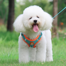 Coleira Peitoral Colorido + Guia de Brinde para Cães de Pequeno Porte