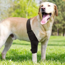 Cinta Suporte Patas Traseiras para Cachorros com Lesões Artrite Dificuldade de Andar