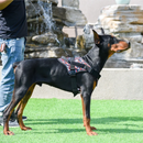 Coleira Peitoral Tática K9 Reforçada para Cães com Nome Personalizado