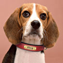 Coleira Colar de Identificação Personalizado com Nome Pet