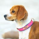 Coleira Colar de Identificação Personalizado com Nome Pet