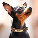 Coleira Colar de Identificação Personalizado com Nome Pet