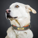 Coleira Colar de Identificação Personalizado com Nome Pet