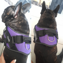 Peitoral Para Cachorros Ajustável com Nome Personalizável