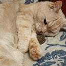Bolinha Prensada de CATNIP Amor