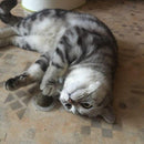 Bolinha Prensada de CATNIP Amor