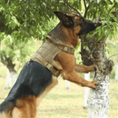 Coleira Peitoral Tática K9 Anti Puxão para Cães de Grande Porte